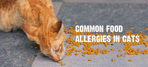 Food Allergies in Cats: Common Symptoms & How to Treat Them