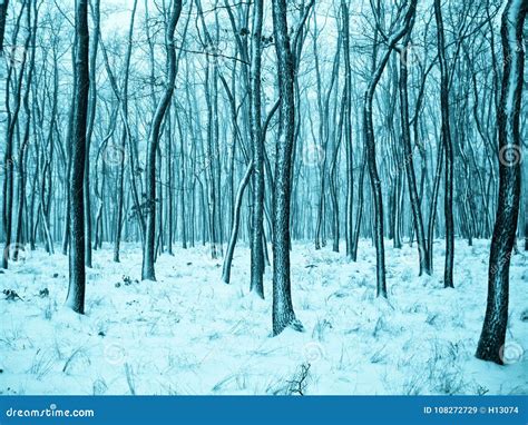 Trees in Forest Covered with Fresh Snow after Snowfall Stock Image - Image of fresh, plant ...