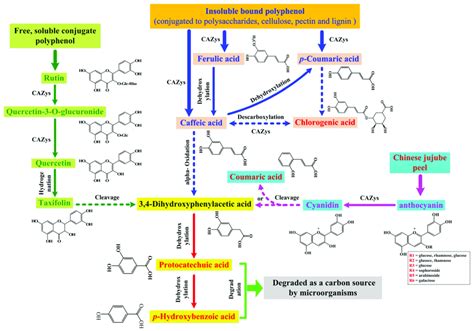 Proposed catabolic pathways of polyphenols degradation and ...