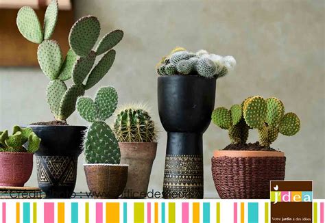 Le Cactus | Jardin | Actualités