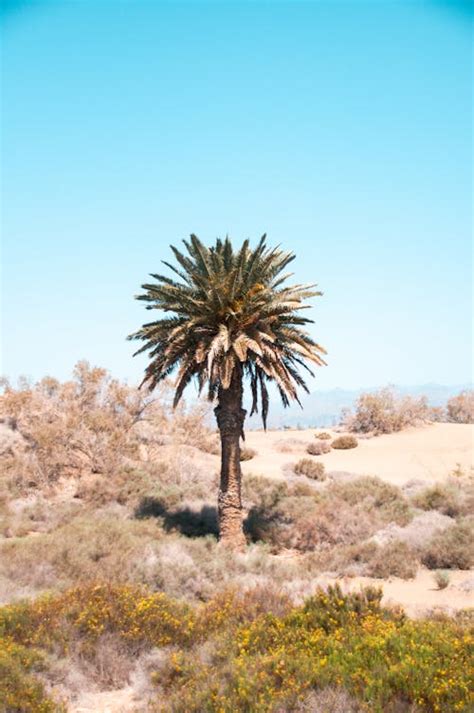 Textured sandy surface in desert · Free Stock Photo