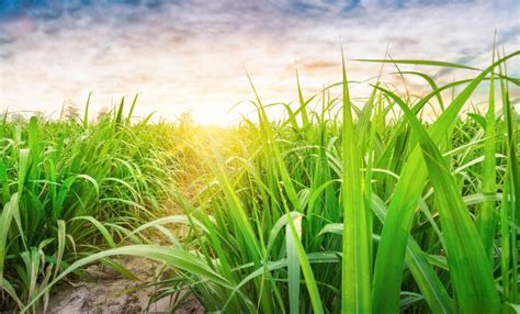 Agriculture, Sugarcane Field at Sunset. Sugarcane is a Grass of Poaceae ...