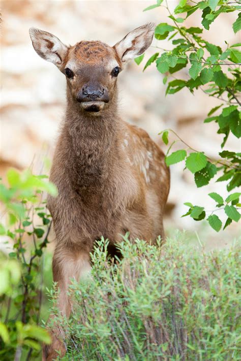 Baby Elk Calf Photograph by Bob and Jan Shriner - Pixels