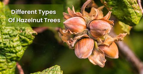 Different Types of Hazelnut Tree Varieties (Filbert Species ...