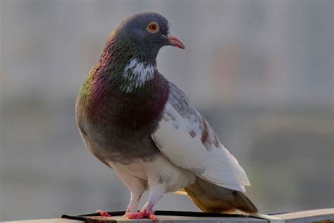 The Ultimate Guide To Domestic Pigeons - NE Pigeon Supplies