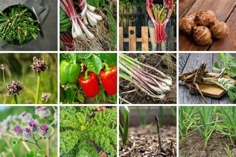 Perennial Vegetables List - 12 Delicious Veggies For Your Garden