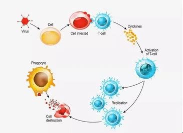 Can Thymosin Alpha 1 Side Effects? - Knowledge