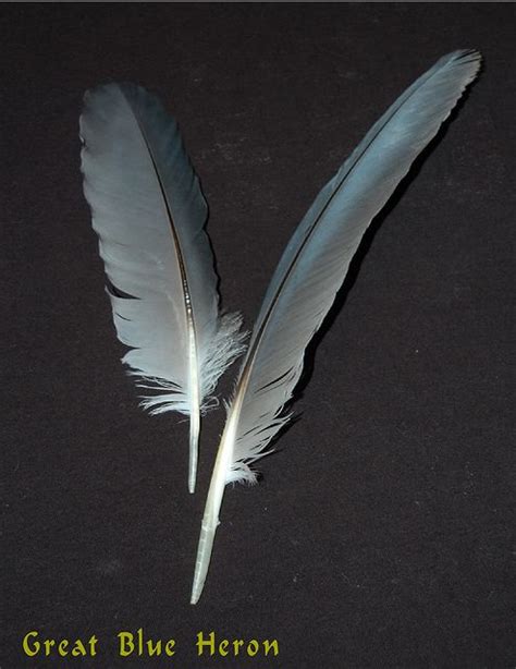 Great Blue Heron Feathers | Heron, Blue heron, Feather