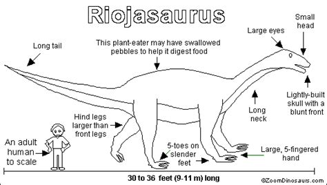 Riojasaurus- Enchanted Learning Software