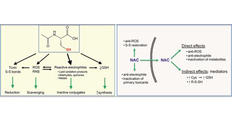 The Mechanism Of Action Of N-acetylcysteine (NAC): The, 60% OFF