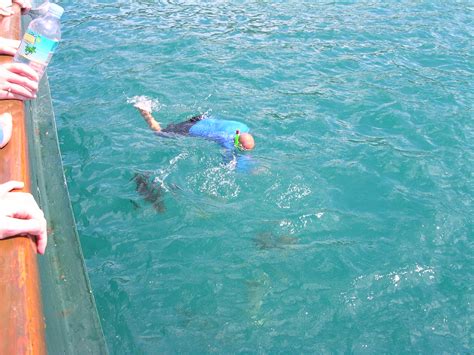 Snorkeling Whitsunday Islands | brewbooks | Flickr