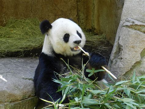 Panda eating bamboo Wild Kingdom, Panda Bears, Giant Panda, Red Panda, Little Babies, Sloth ...
