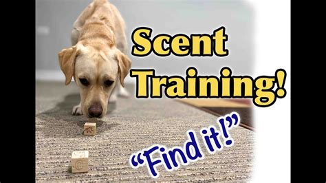 Dog Training Tutorial: Scent training! - YouTube