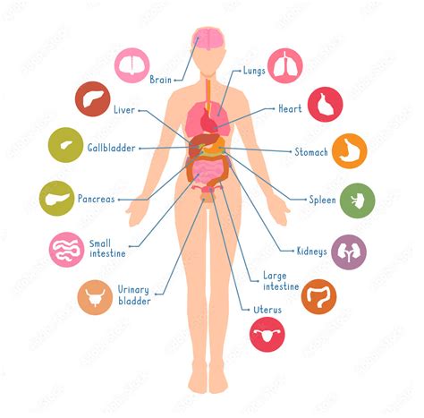 21+ Female Human Organs Diagram - SunnaHavanna