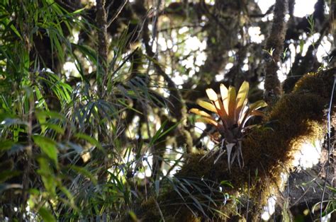 Peru: Trees on the Move | Pulitzer Center