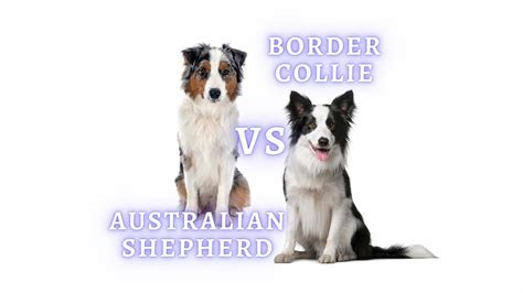 Border Collie vs Australian Shepherd: Appearance, Activity, Temperament