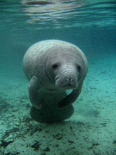 Manatee Species