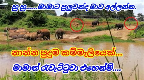 Elephants | pinnawala elephant bathing | Baby Elephant at play in river | Sri Lankan elephant ...