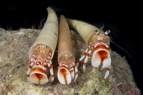 Class SCAPHOPODS - ANIMAL KINGDOM