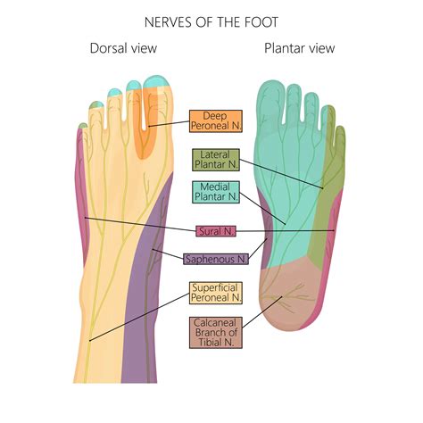 What are Neuropathy and the Peripheral Nerves | Marietta Foot Doctor