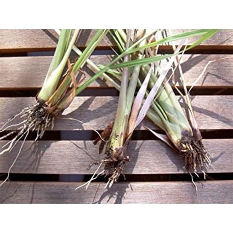 Lemon Grass/Tanglad Plant with roots (Pantanim) with FREE! | Lazada PH