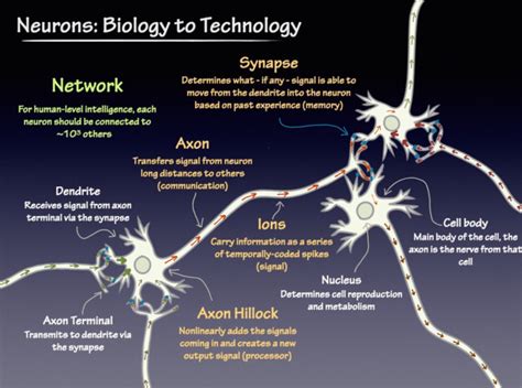 Neuromorphic Computers: Promise and Pitfalls - EE Times India