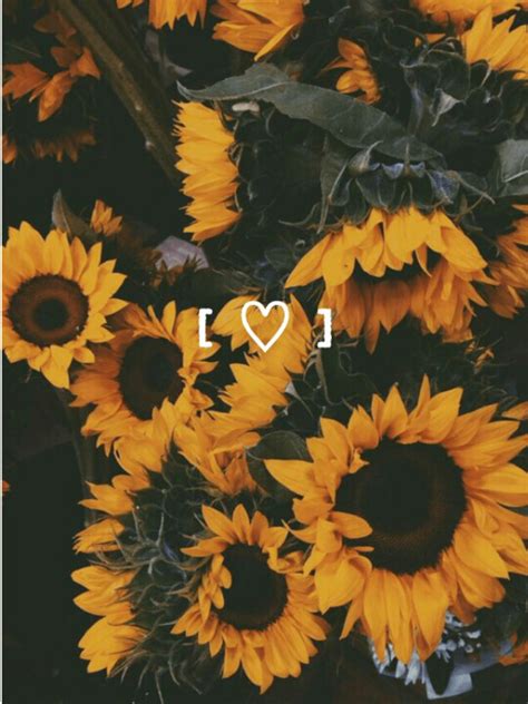 Vintage Sunflower Wallpapers - Top Free Vintage Sunflower Backgrounds ...