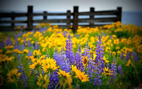 Download Yellow Flower Purple Flower Fence Wildflower Field Nature Flower HD Wallpaper