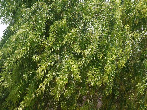 Indian Rosewood tree | Fabaceae (pea, or legume family) » Da… | Flickr