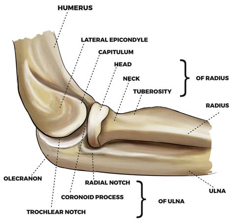 Radial head fracture causes, types, symptoms, diagnosis, treatment ...