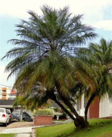 Dwarf Date Palm, Pygmy Date Palm, Miniature Date Palm - Phoenix roebelenii