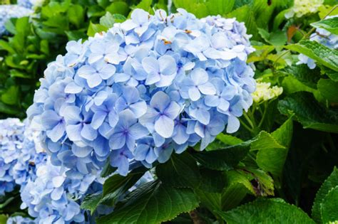 5 Must-Grow Dwarf Hydrangea Cultivars For A Narrow Border Or Garden Bed ...