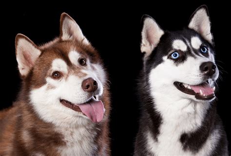 All Husky Colors Explained - from Red to Agouti | Husky colors, White husky, Red husky