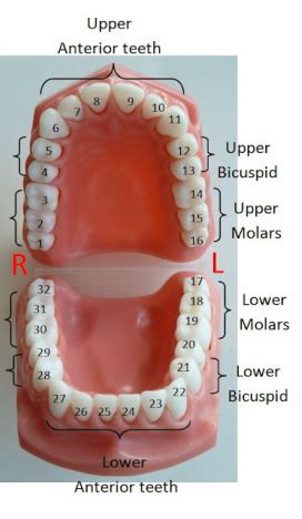 Teeth Numbers And Surfaces