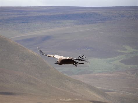 Welcome to the Nikwax blog » WLT – Save the Andean Condor