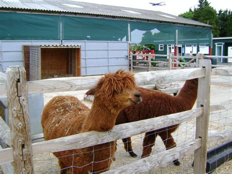 Alpaca in their Winter Coats | At Hounslow Urban Farm | Flickr