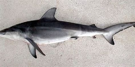 Give the Ganges Shark the... - The Petition Site | Endangered animals ...