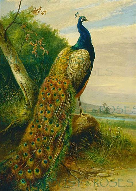 VINTAGE Art Print Peacock INSTANT Digital DOWNLOAD Antique | Etsy in 2021 | Peacock art, Peacock ...