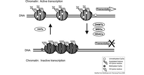 Schematic of the acetylation and methylation enzymes affecting... | Download Scientific Diagram