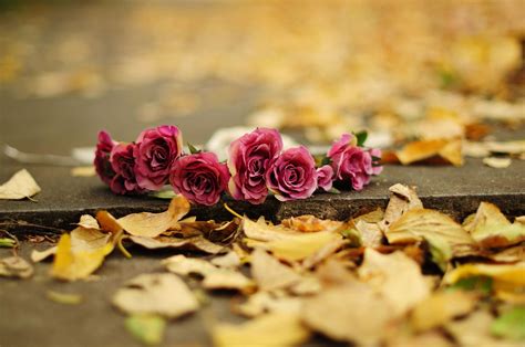 Autumn Flower Wallpapers - Wallpaper Cave