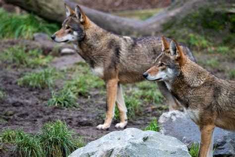 Red Wolves Need Emergency Protection, Conservationists Say - The New York Times