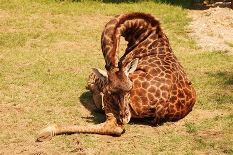 This Is How Giraffes Sleep (12+ pics) | Bored Panda