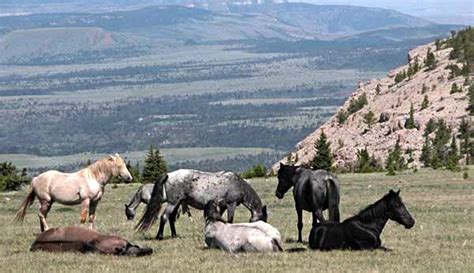 Wild Horses Near Yellowstone. Here's 4 Places to See Them.