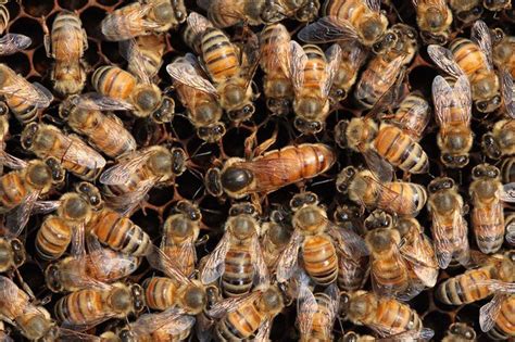 National Honey Bee Day started in Harrisburg, and 14 other things you don't know about honey ...