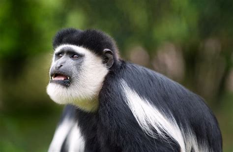 Colobus Monkey: 17 Facts About Africa’s Most Enchanting Monkey
