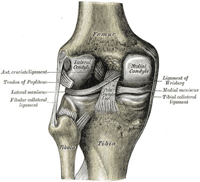 Medial Collateral Ligament Knee