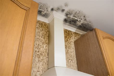 How to Remove Mold from Wood | DRS Disaster Restoration Services