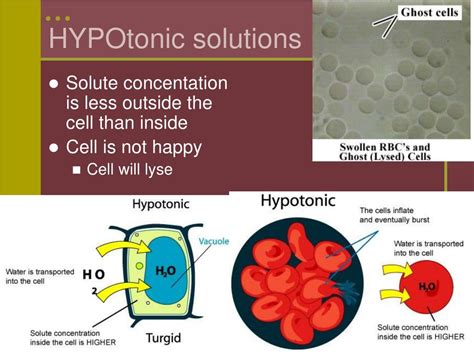 PPT - Cell Membranes and Transport PowerPoint Presentation, free ...