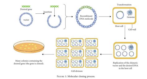 Molecular cloning process. | Download Scientific Diagram