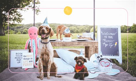 Puppy Picnics 101: How to Host the Ultimate Dog Picnic | BeChewy